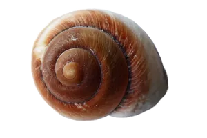 Spiral Brown Seashell Isolated PNG image