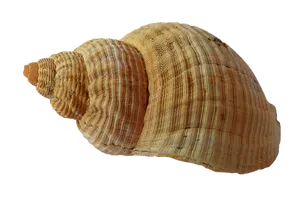 Spiral Seashell Black Background PNG image