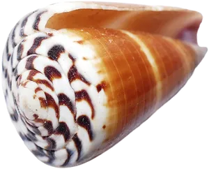 Spiral Seashell Closeup.png