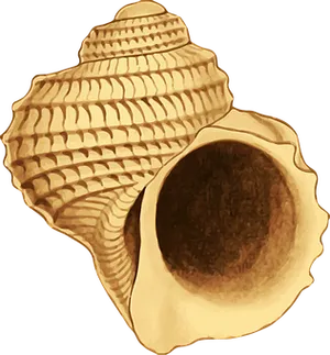 Spiral Seashell Illustration