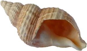 Spiral Seashell Isolated Background