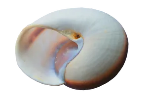 Spiral Seashell Isolated Background