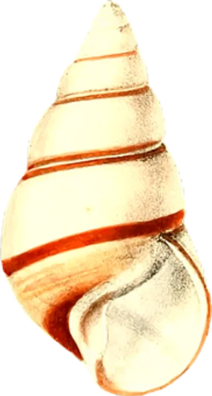 Spiral Seashell Isolated Background