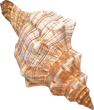 Spiral Seashell Isolated Background PNG image