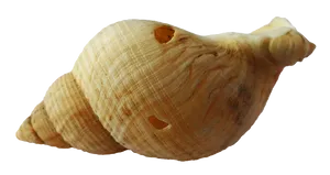 Spiral Seashell Isolated PNG image