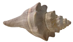 Spiral Seashell Isolatedon Black