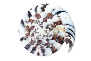 Spiral Seashell Pattern PNG image