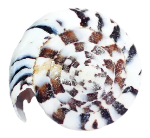 Spiral Seashell Pattern PNG image