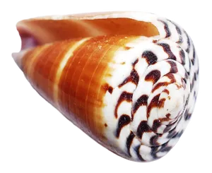 Spiral Seashell Patterns PNG image