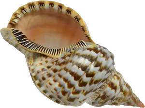 Spiral Seashell Patterns.png PNG image