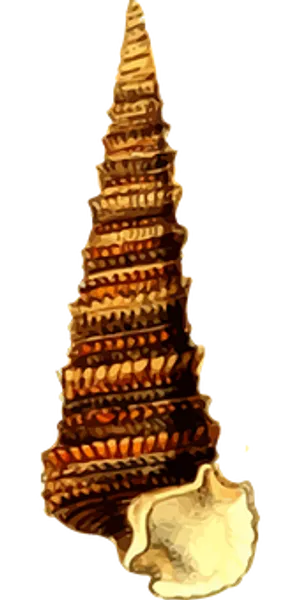 Spiral Seashellon Black Background