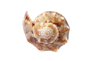 Spiral Seashellon Black Background PNG image