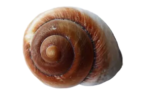 Spiral Seashellon Black Background