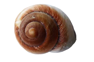 Spiral Seashellon Black Background