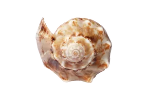 Spiral Seashellon Teal Background PNG image