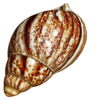 Spiraled Brown Seashell PNG image