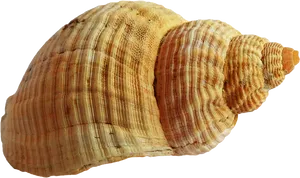 Spiraled Brown Seashell Isolated