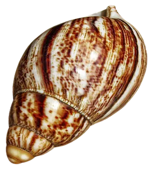 Spiraled Marine Shell PNG image