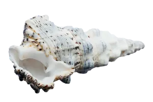 Spiraled Sea Shell Isolated PNG image