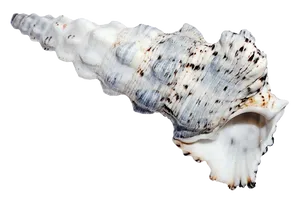 Spiraled Sea Shell Isolated PNG image