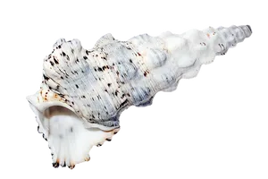 Spiraled Sea Shellon Black Background PNG image