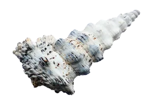 Spiraled Seashell Black Background PNG image