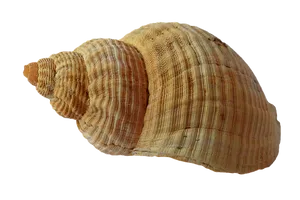 Spiraled Seashell Black Background PNG image