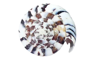 Spiraled Seashell Black White Pattern PNG image