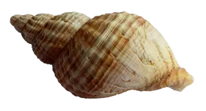 Spiraled Seashell Isolated Background PNG image