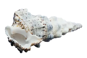 Spiraled Seashell Isolated PNG image
