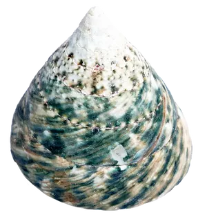 Spiraled Seashell Texture PNG image