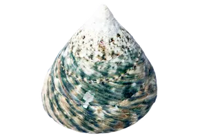 Spiraled Seashell Texture PNG image