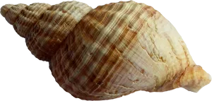 Spiraled Seashell Texture PNG image