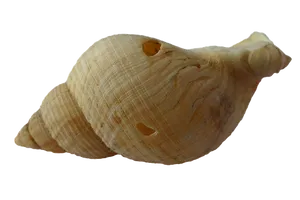 Spiraled Seashellon Black Background PNG image