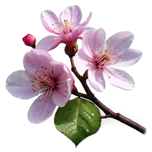 Splendid Blossom PNG Fio31 PNG