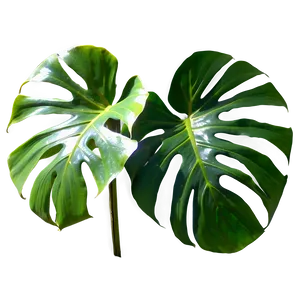 Split Leaf Philodendron PNG 05232024 PNG