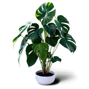 Split Leaf Philodendron PNG 05232024 PNG