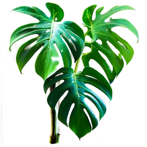 Split Leaf Philodendron PNG 84 PNG