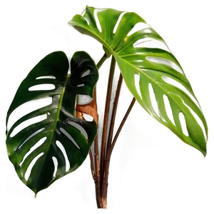 Split Leaf Philodendron PNG Wsj20 PNG