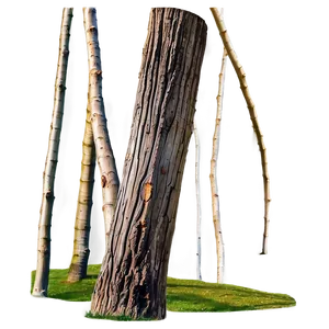 Split Tree Trunk PNG 90