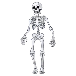 Spooky Cartoon Skeleton Png 06262024 PNG image