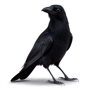 Spooky Crow PNG Ybs71