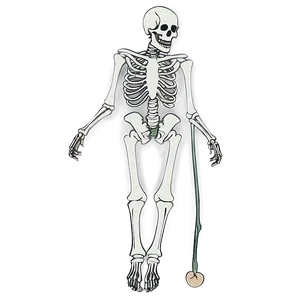 Spooky Skeleton Bones Png Rxh PNG image