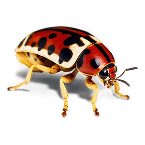 Spotted Bug PNG 87