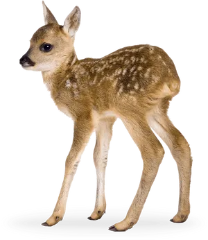 Spotted Fawn Standing Transparent Background.png PNG image