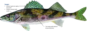 Spotted Fish Anatomy Illustration PNG image