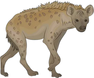 Spotted Hyena Illustration PNG image