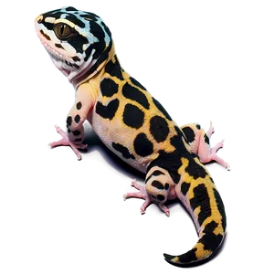 Spotted Leopard Gecko Png 06202024 PNG image