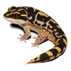 Spotted Leopard Gecko Png Bwl16 PNG image