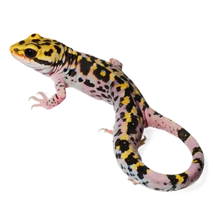 Spotted Leopard Gecko PNG Phr